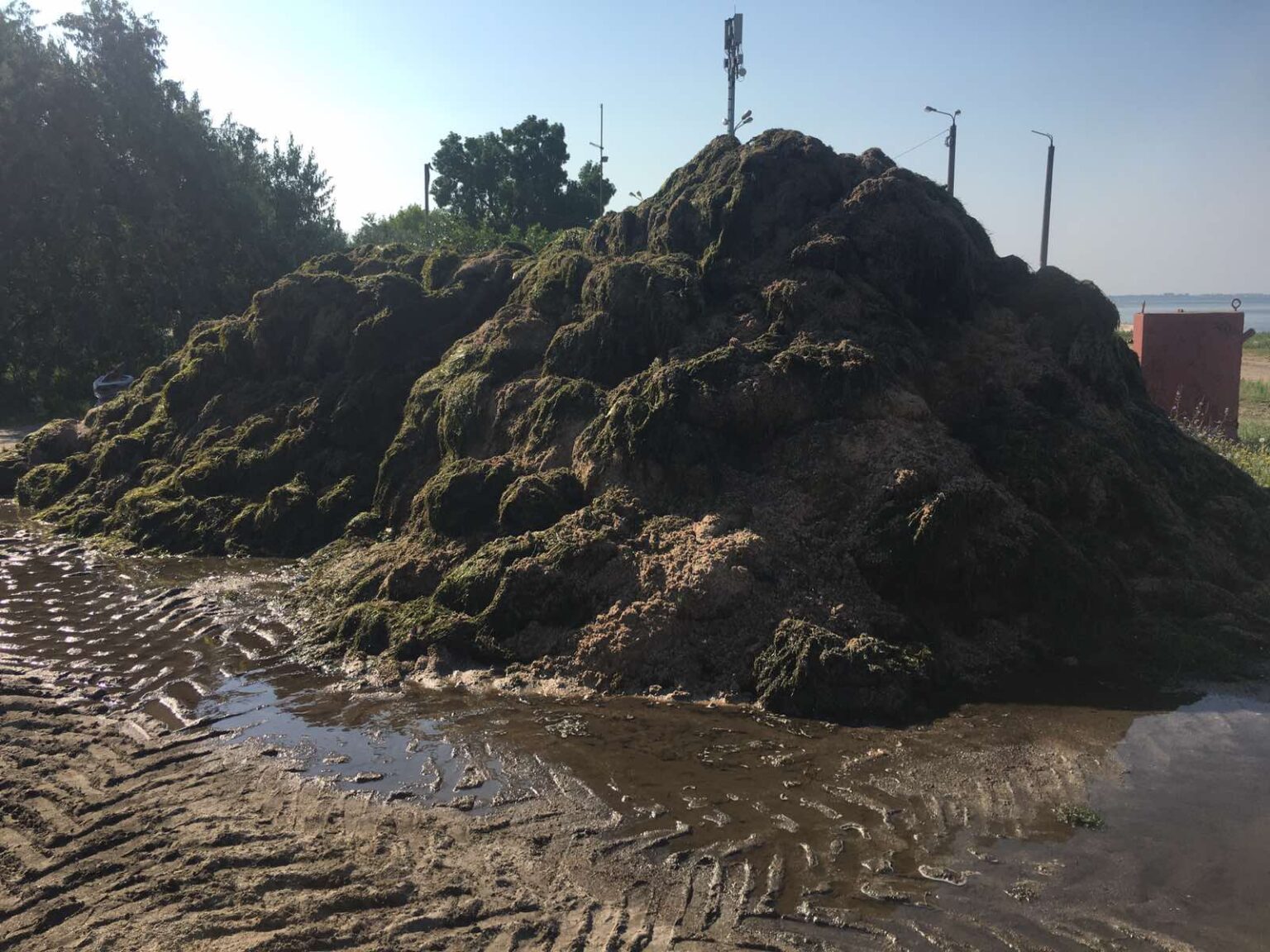 Тонни водоростей прибило на пляжі Бердянська. Фото: PRO.berdiansk.biz