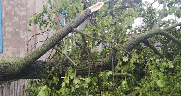 Дерево упало на двух человек во Львове, они погибли. Фото: rivnenews