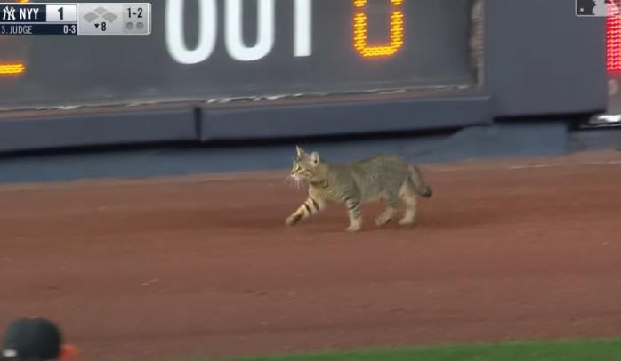 Кіт зупинив бейсбольний матч у США — гасав по полі