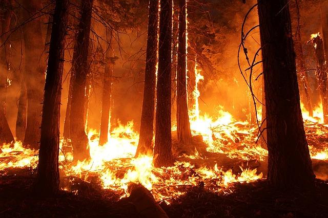 Греция страдает от масштабных лесных пожаров. Фото: flickr.com