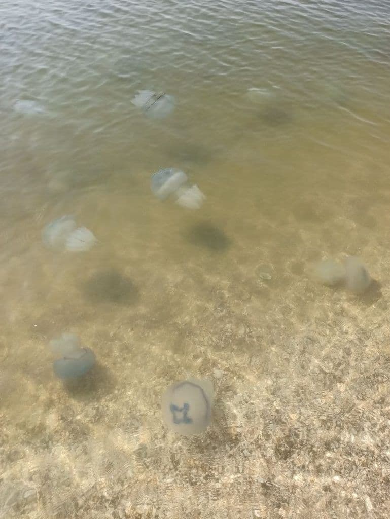 Нашествие медуз в Кирилловке. Фото: Telegram