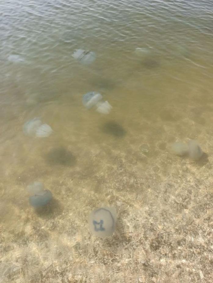 Нашестя медуз в Кирилівці. Фото: Telegram