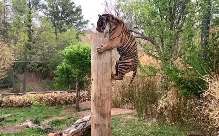 Тигр зробив «олімпійський» стрибок у висоту