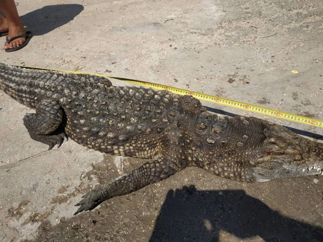 Крокодила вытащили из озера популярного азовского курорта. Фото: Укринформ