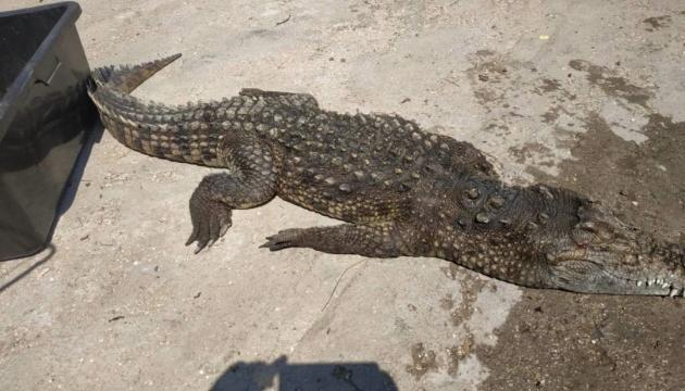 Крокодила вытащили из озера популярного азовского курорта. Фото: Укринформ