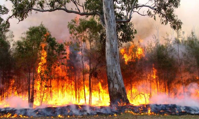 ЄС закликав до негайних дій заради природи через лісові пожежі. Фото: flickr.com