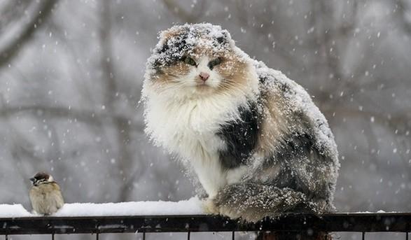 Мокрый снег в Украине пообещали синоптики – прогноз погоды 