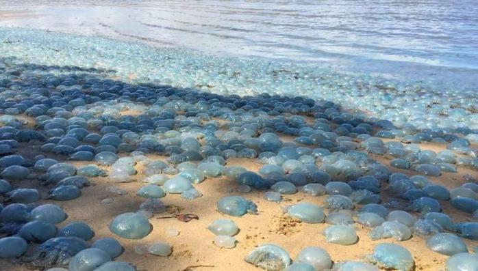 Медузы штурмуют пляжи Кирилловки. Фото: УНИАН