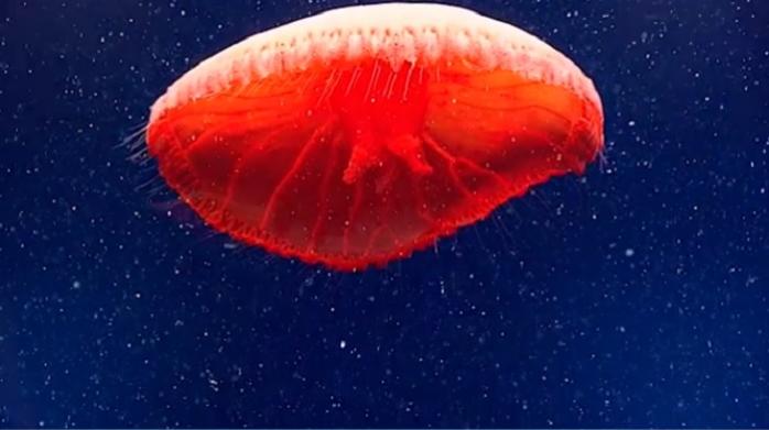 Невідому науці червону медузу знайшли в Атлантиці