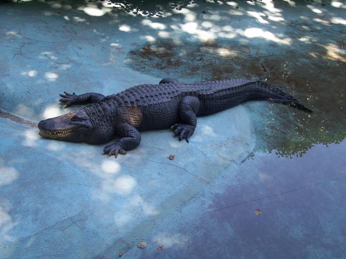Алігатор напав на співробітницю зоопарку в США. Фото: wikimedia.org