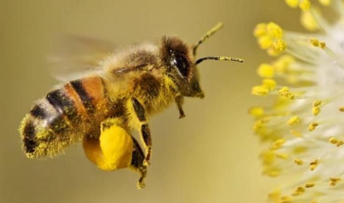 Причину зникнення бджіл назвали вчені. Фото: bsmu.edu.ua