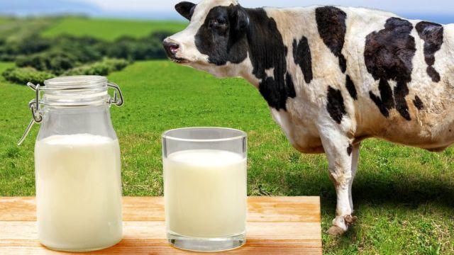 Молоко без лактозы создали американские ученые. Фото: ВВС