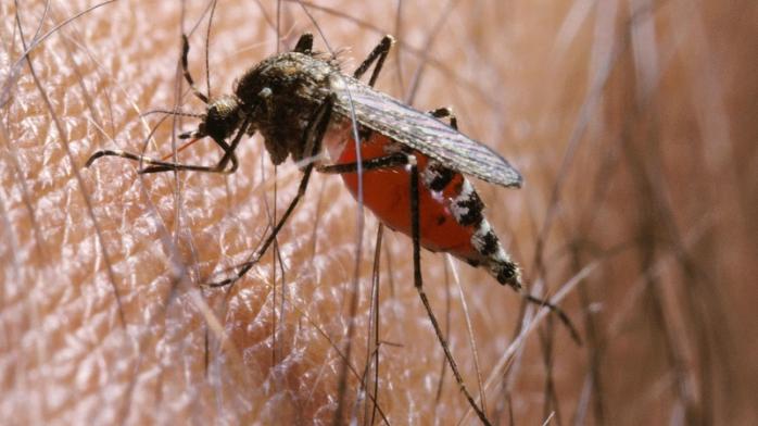 Малярію у Харків хвора привезла з Нігерії