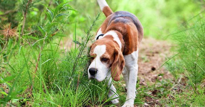 Собаки способны «вынюхивать» эпилепсию без специальных навыков. Фото: ria.ru