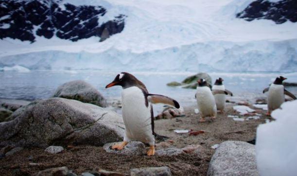 Пінгвіни. Фото: Reuters