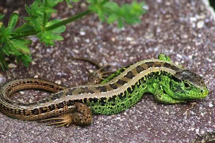 Новий вид ящірок відкрили вчені – милі фото тварин