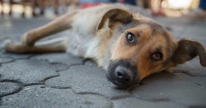 Догхантер безжально застрелив собаку на ринку в Миколаєві. Фото: media56.ru