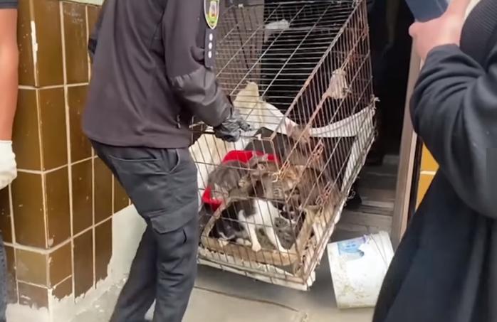 Почти 70 собак и котов удерживала женщина в квартире под Киевом