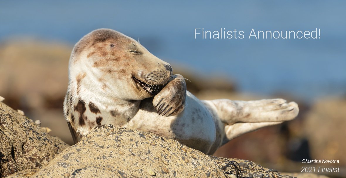 Найсмішніші фотографії диких тварин 2021 року. Фото: Comedy Wildlife Photography Awards