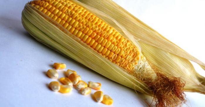 В Україні хочуть замінити пластин кукурудзою, фото: Pixnio