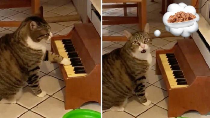Кот в США играет на пианино - сообщает хозяевам, что проголодался