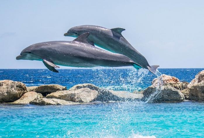 Охота на дельфинов. Фото: historyurok.com.ua