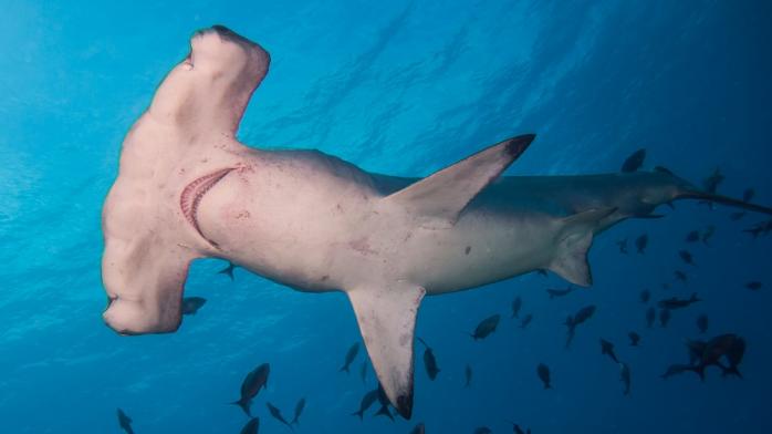 Гігантську акулу-молота зловила на вудку жінка у США