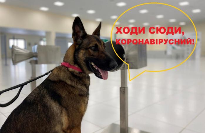 Собаки «винюхують» COVID-інфікованих в аеропорту ОАЕ 
