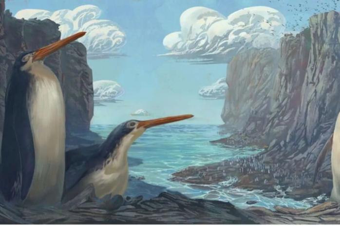 Пингвин. Фото: Journal of Vertebrate Paleontology