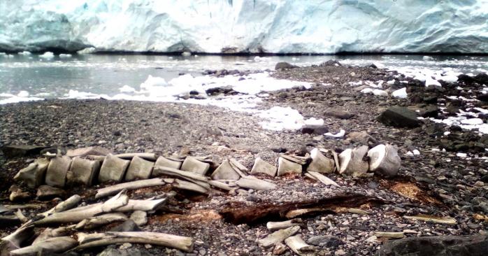 Останки знайденого в Антарктиді синього кита, фото: НАНЦ