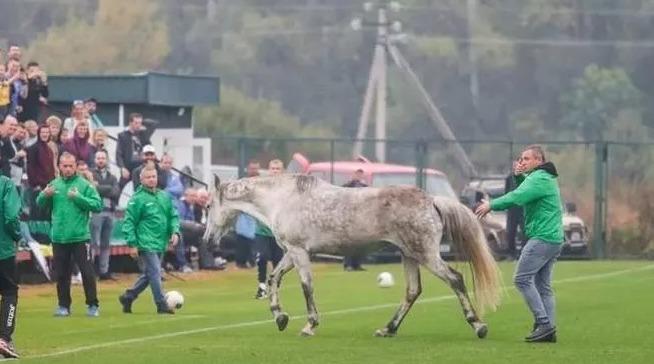 Конь выбежал на поле во время матча. Фото np.pl.ua