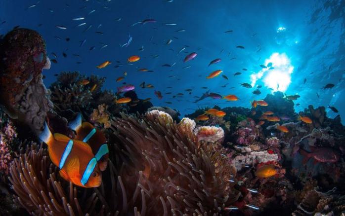 Коралові рифи. Фото: Громадське