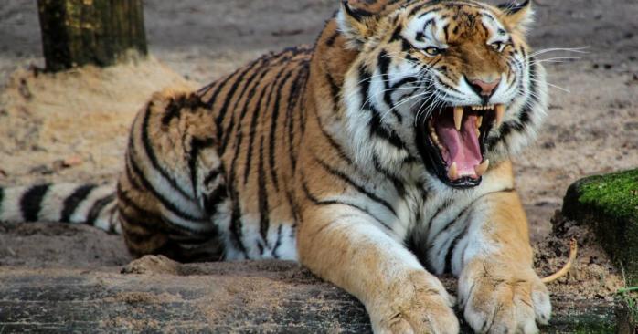 В окупованому Криму тигр у зоопарку відкусив палець дитині, фото: