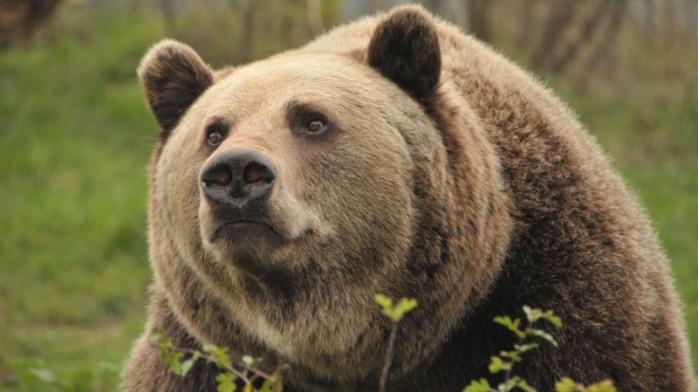 Таємничі сліди ведмедя виявили на Волині. Фото: uagit.tv