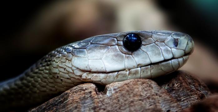 Ядовитая змея убила шестилетнюю девочку в Саудовской Аравии, фото: