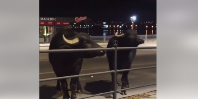 Тернополем бегала пара буйволов, скриншот видео
