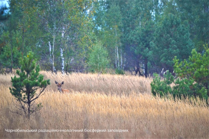 Момент гона оленей в Зоне отчуждения попал на фото: Сергей Жила