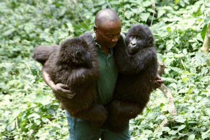 Померла горила, яка стала інтернет-зіркою. Фото: nk.org.uа