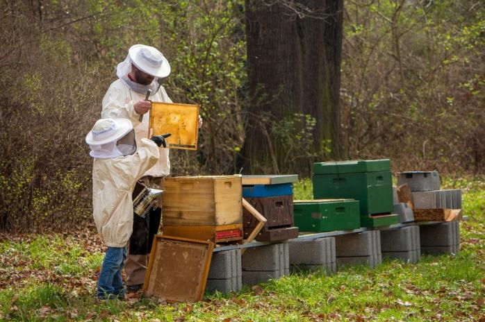 День Саватія Бджоляра відзначають 10 жовтня. Фото: temavoronezh.ru