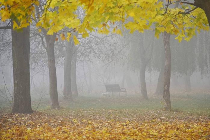Туман накроет запад Украины 17 октября. Фото: ФБ
