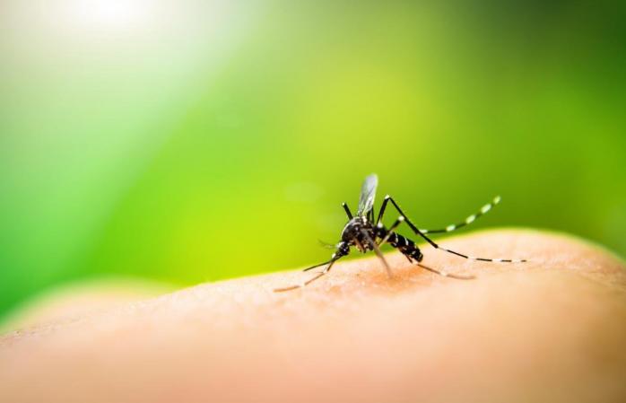 Новий спосіб боротьби з малярійними комарами придумали біологи. Фото: volynnews.com