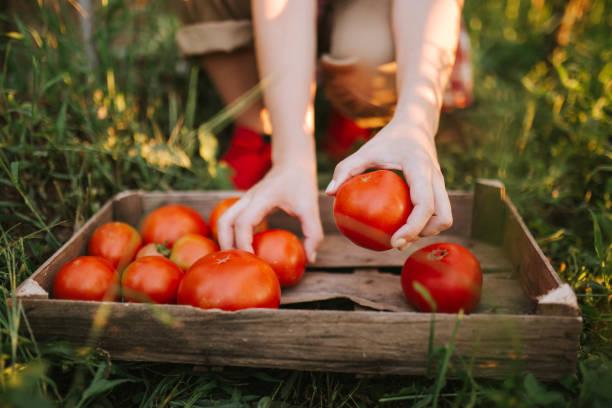 Особый «ген гниения» нашли в помидорах. Фото: istock