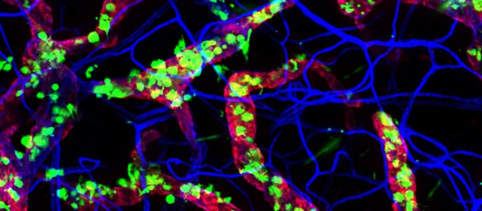 Миграция дендритных клеток из кожи в лимфатические сосуды зависит от времени суток. Дендритные клетки мыши (зеленые), мигрирующие в лимфатические сосуды (красные). Кровеносные сосуды окрашены в синий цвет. Фото: Кристоф Шаерман