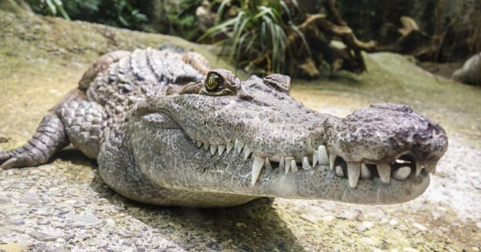 Чарли Буль постраждав від нападу крокодила, фото: Daily Mail