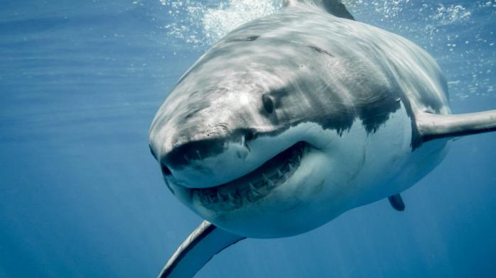 Чому акули нападають на людей – несподіване припущення вчених. Фото: copyright-battle.fandom