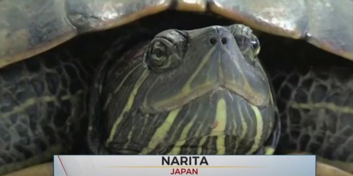 Черепахи угрожают работе аэропорта «Нарита», фото: NHK