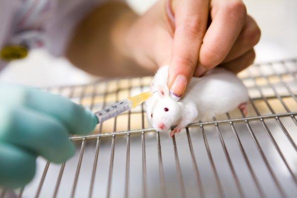 Українську вакцину проти коронавірусу тестують на польських мишах. Фото: depositphotos
