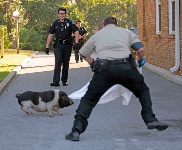 Погоня за свинею в штаті Флорида. Фото: Tony Giberson / Pensacola News Journal