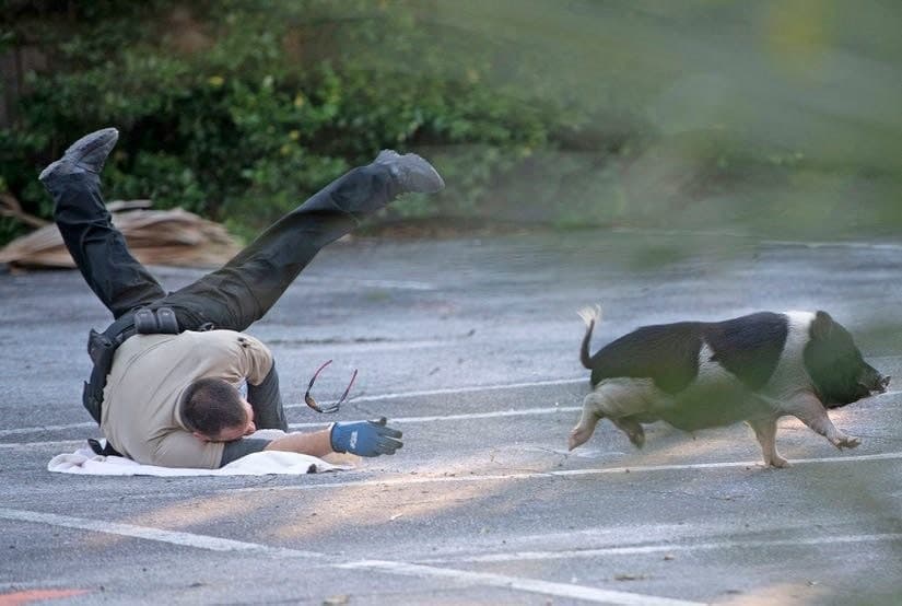 Погоня за свинею в штаті Флорида. Фото: Tony Giberson / Pensacola News Journal