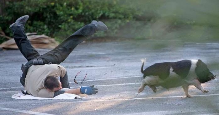 Погоня за свиньей в штате Флорида. Фото: Tony Giberson / Пенсакола News Journal
